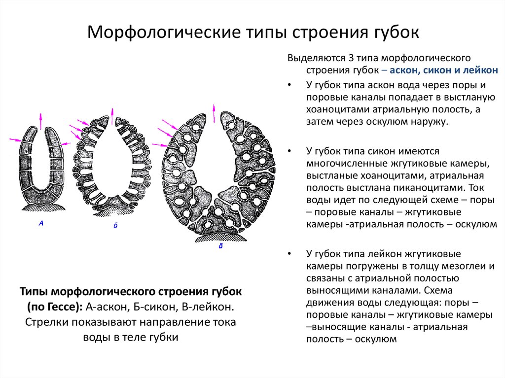 Зарисуйте схему строения губки подпишите основные части опишите особенности внешнего строения губки