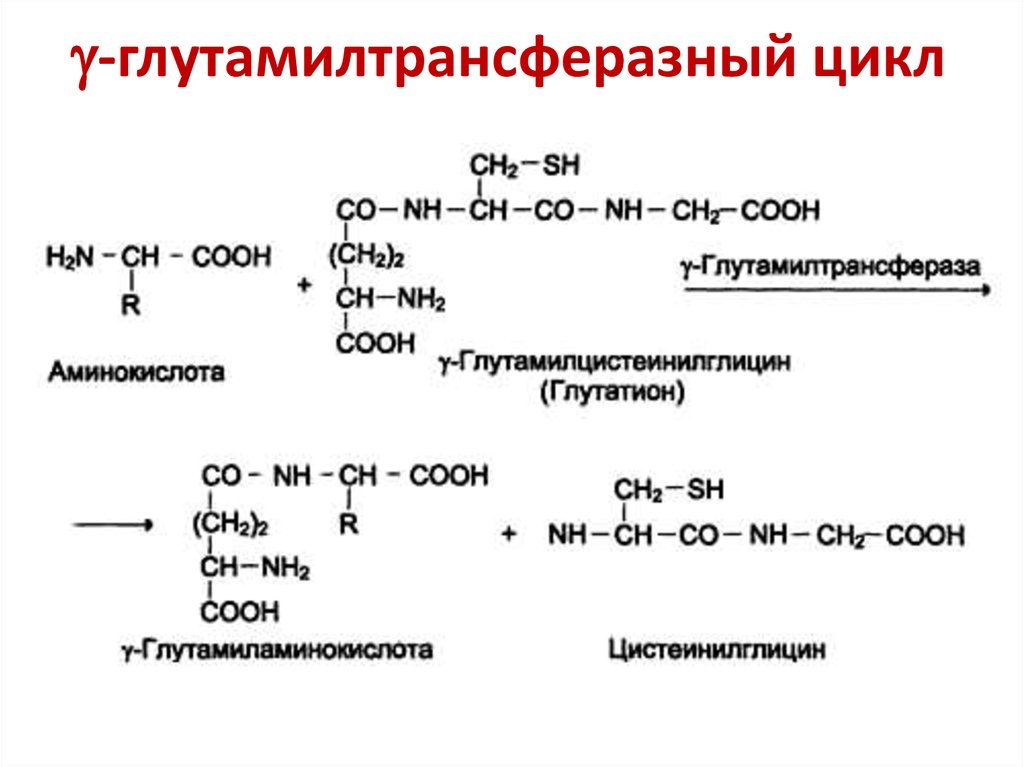 Активность гамма глютамилтрансферазы в крови. Схема гамма глутамильного цикла. Гамма Глутамильный цикл биохимия. Гамма Глутамильный цикл реакции. Гамма-Глутамильный цикл транспорта аминокислот.