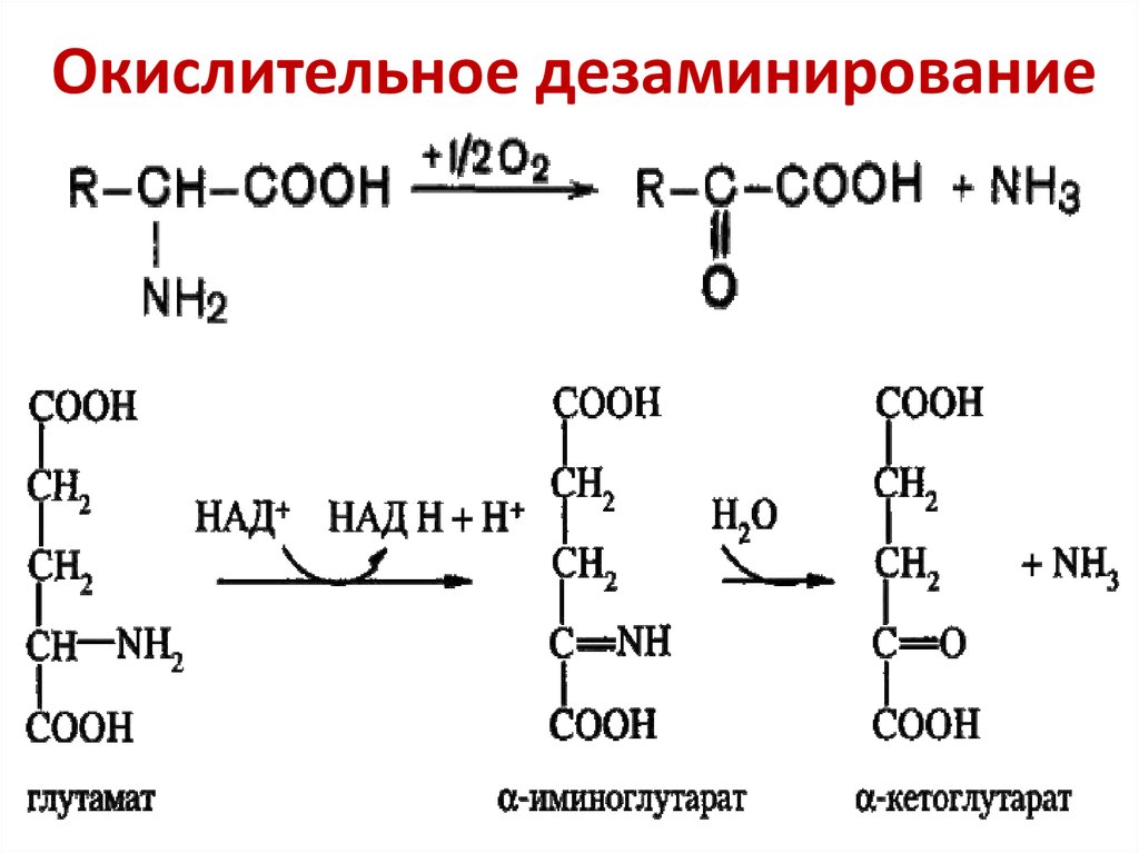 Реакция окислительного дезаминирования. Дезаминирование аспарагиновой. Окислительное дезаминирование глутаминовой аминокислоты. Реакцию окислительного дезаминирования глутамата. Реакция окислительного дезаминирования аспарагиновой кислоты.