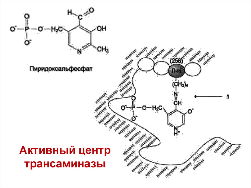 Трансаминазы. Структура пиридоксальфосфата. Пиридоксальфосфат активный центр. Пиридоксальфосфат (ПФ). Строение и механизм действия аминотрансфераз.