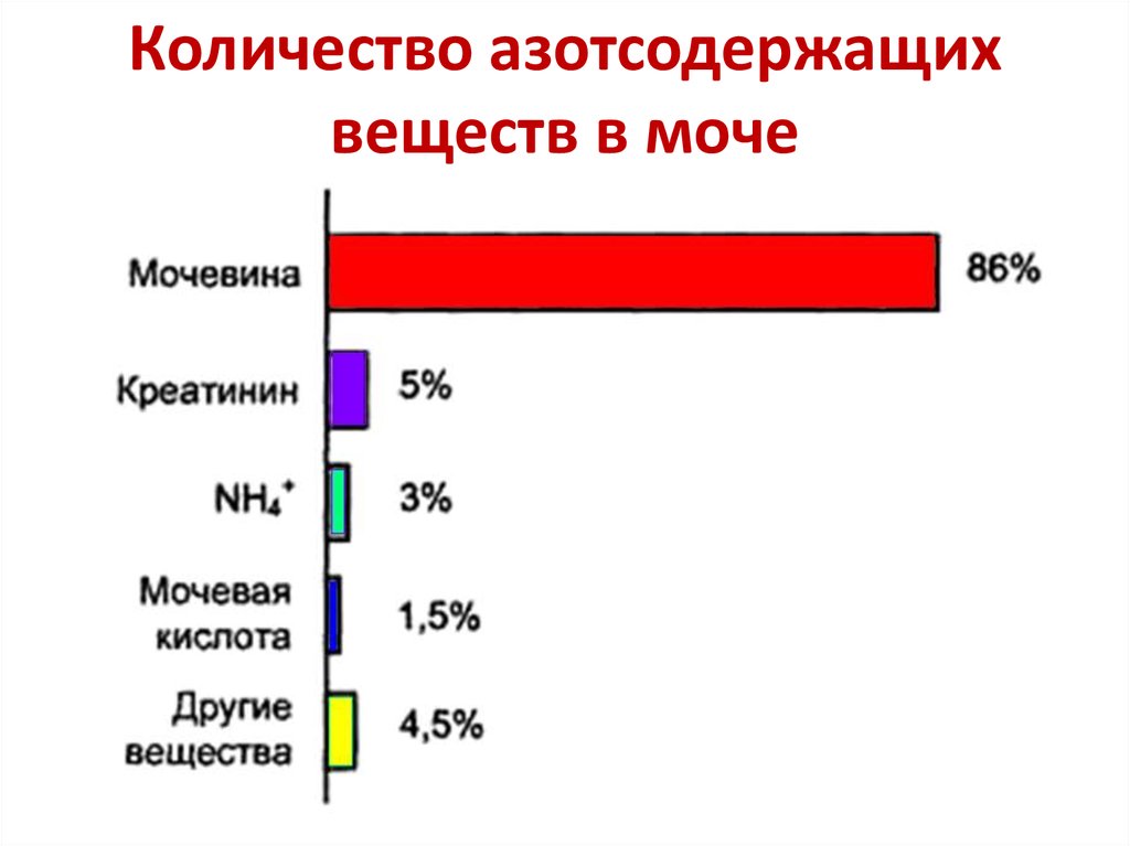 Белок и мочевина в моче