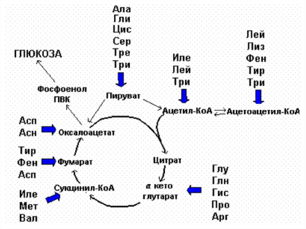Ала гли фен. Ацетил КОА из кетогенных аминокислот. Поступление углеродных скелетов аминокислот в цикл Кребса схема. Образование ацетил КОА из аминокислот. Схема вхождения аминокислот в цикл Кребса.