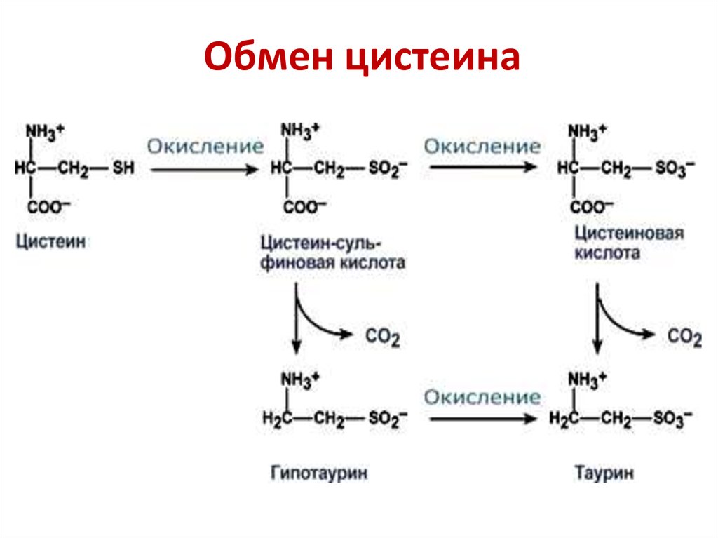 Метанин. Метионин Синтез цистеина. Превращение цистеина в метионин. Синтез цистеина биохимия. Функции цистеина биохимия.