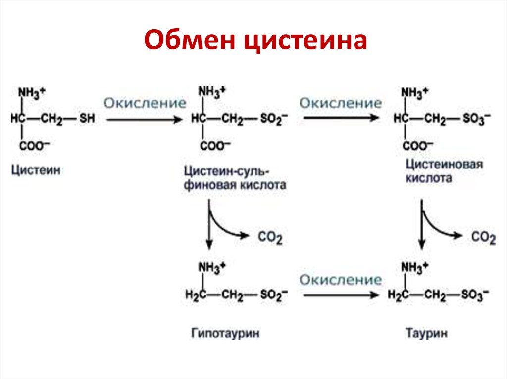 Биосинтез аминокислот в организме проект