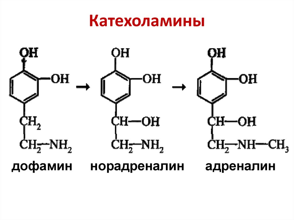 Схема синтеза катехоламинов