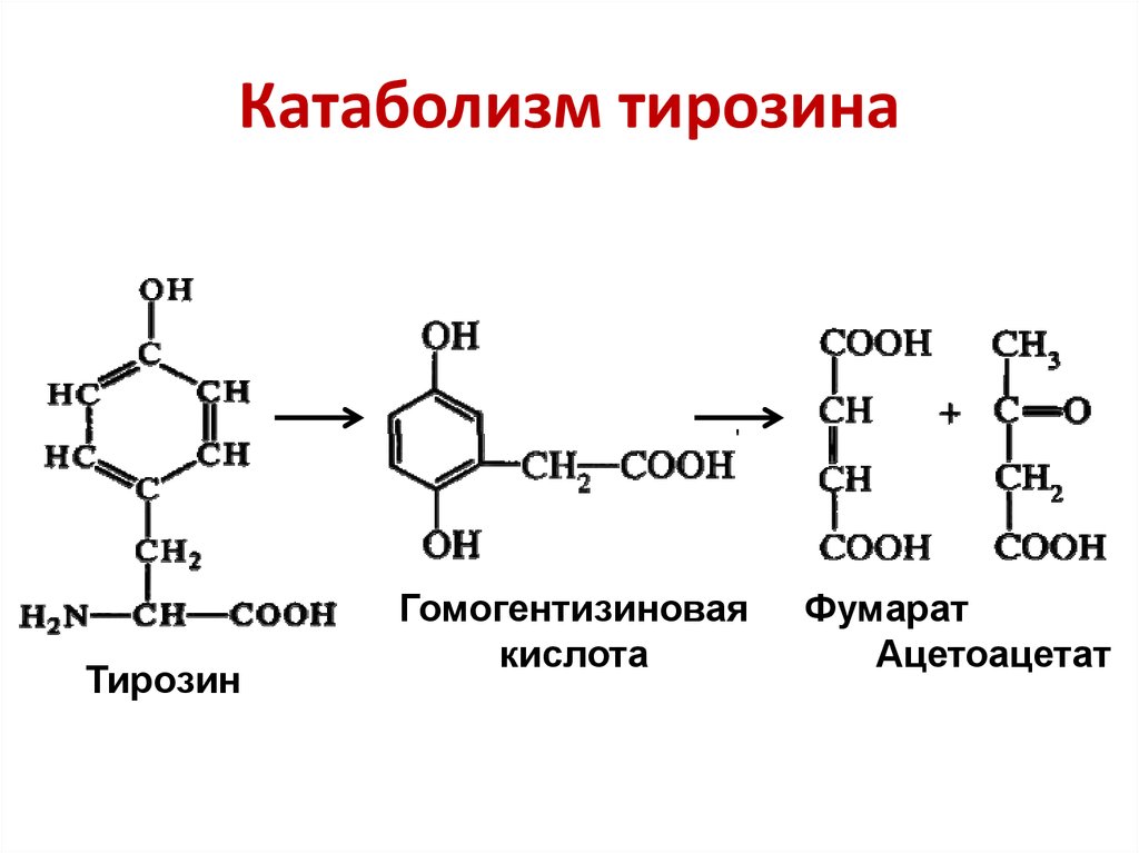 Фенилаланин биохимия. Катаболизм тирозина. Тирозин катаболизм тирозина. Промежуточный продукт катаболизма тирозина. Схема катаболизма тирозина в печени.