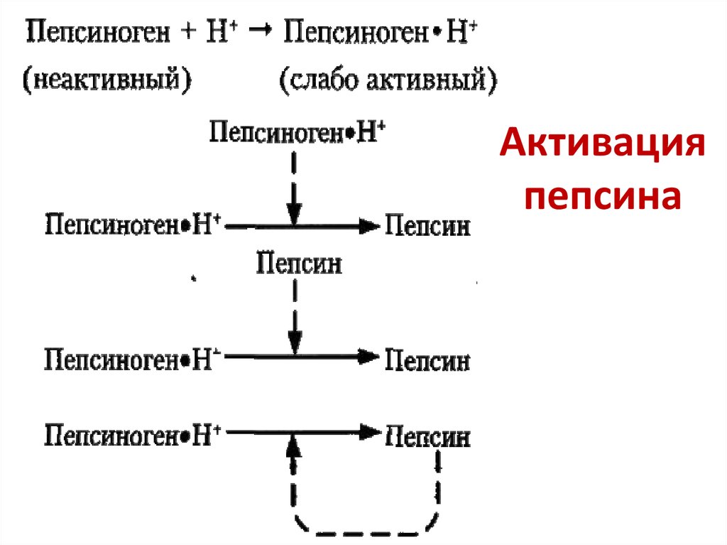 Активный фермент пепсина. Схема превращения неактивного фермента в активный пепсин. Механизм активации пепсиногена. Схема активации пепсина. Механизм активации пепсиногена биохимия.