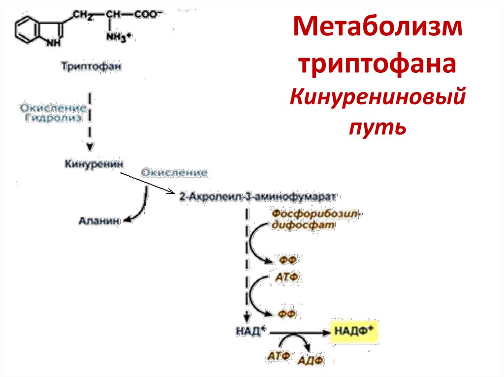 Окисление белков