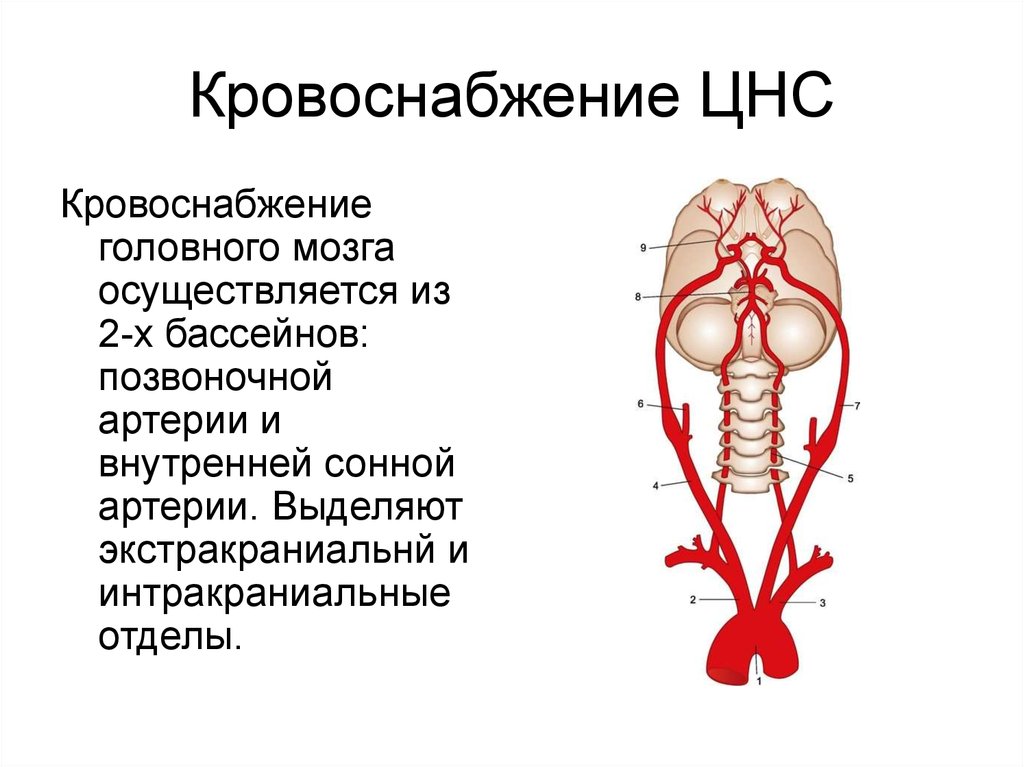 Интракраниальные артерии головного мозга. Кровоснабжение головного мозга. Кровоснабжение ЦНС. Кровоснабжение головного мозга схема. Кровоснабжение центральной нервной системы.