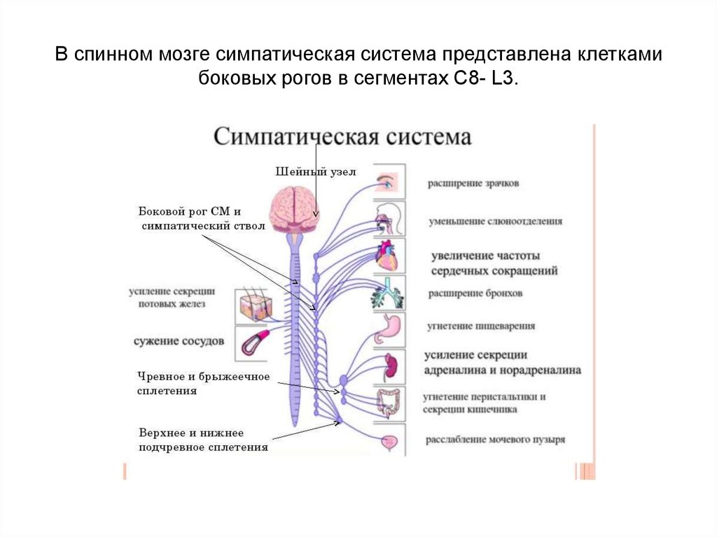 Периферический отдел симпатической. Вегетативная нервная система схема спинного мозга. Вегетативная нервная система спинной мозг сегменты. Симпатическая нервная система сегменты спинного мозга. Боковой Рог спинного мозга вегетативной нервной системы.