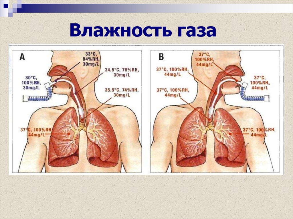 Влажный газ. Легочная плавательная проба. Гидро вентиляция лёгких что это.