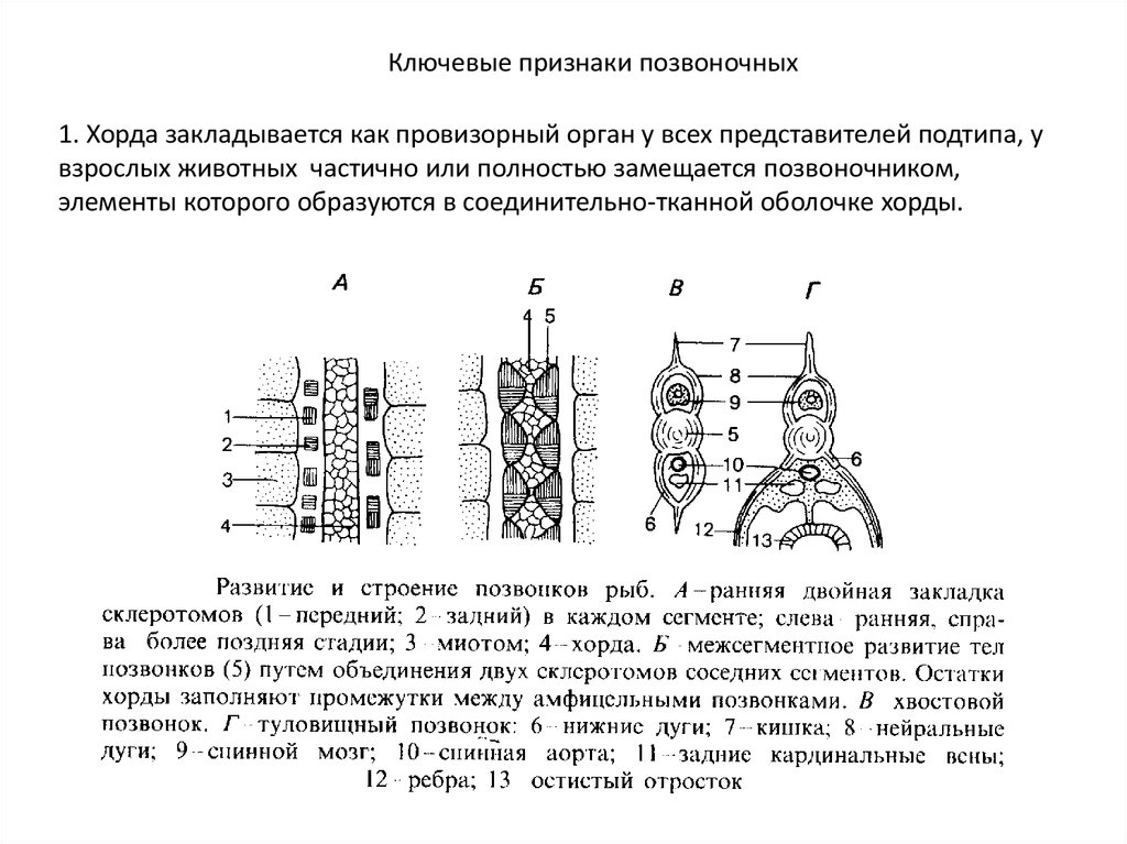 Признаки позвоночных