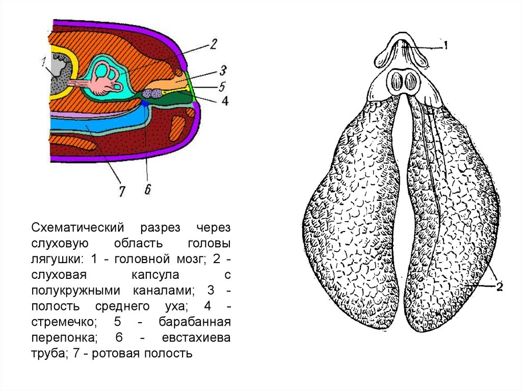 Разрез через. Схематический разрез. Слуховая капсула. Схематический разрез Перчем. Через в разрезе.