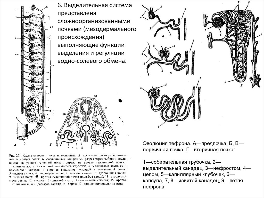 Какую функцию выполняет собирательная трубка. Выделительная система почки собирательная трубочка. Эволюция нефрона почки. Эволюция выделительной системы позвоночных. Строение первичной туловищной почки.