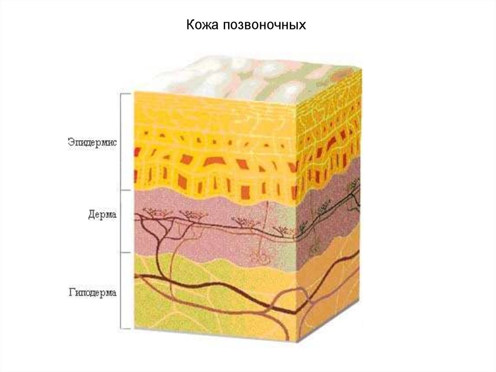 Три слоя. Строение кожи эпидермис дерма гиподерма. Кожные покровы позвоночных животных. Эпидемия дерма гиподерма. Строение кожи 3 слоя.