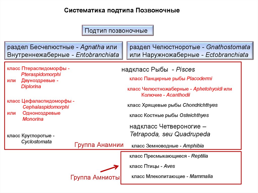 Систематика позвоночных животных схема