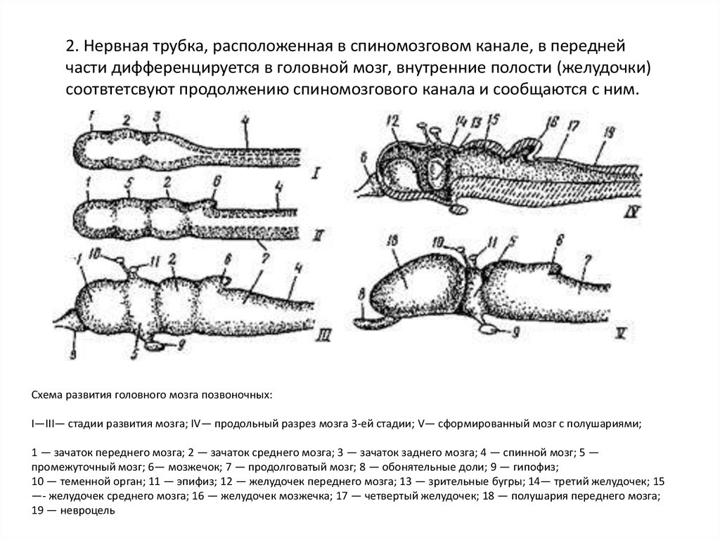 У всех позвоночных существует единый план формирования тканей и органов который ясно виден