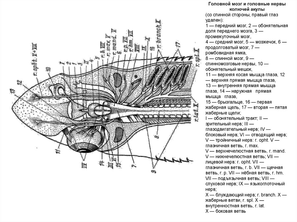Спинная сторона рыбы. Головной мозг и Черепные нервы акулы. Строение головного мозга акулы. Головной мозг и головные нервы колючей акулы. Черепно мозговые нервы акулы.