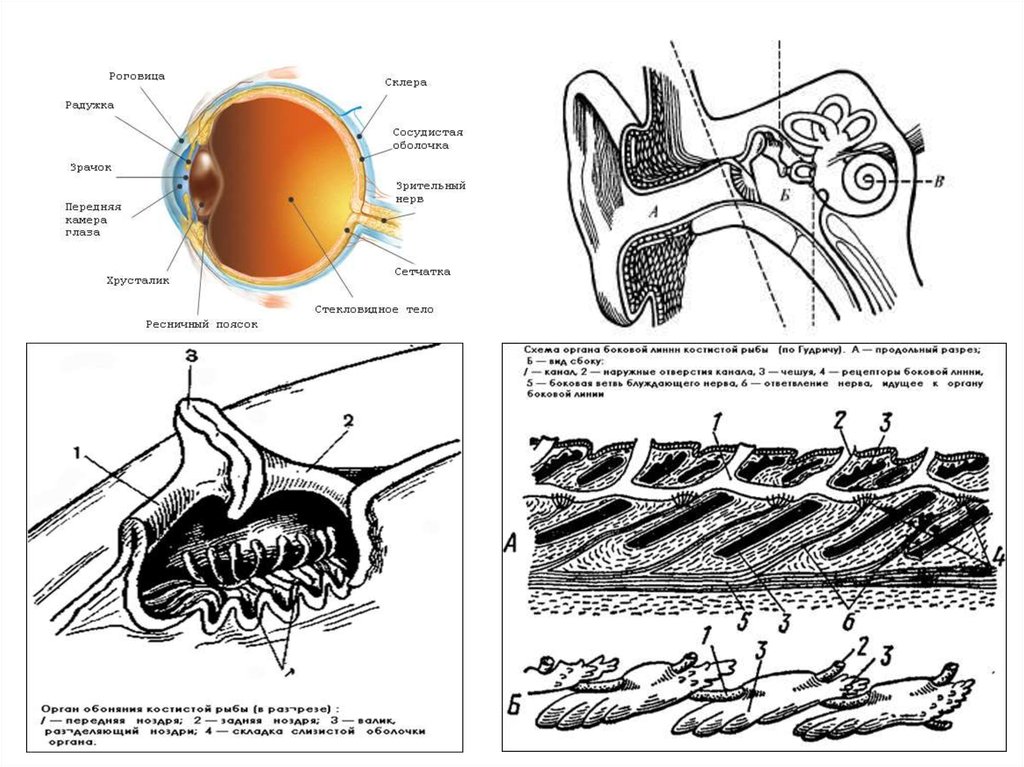 Органы обоняния у акулы. Строение обоняния акулы. Схема органа обоняния у позвоночных. Орган обоняния у животных анатомия.