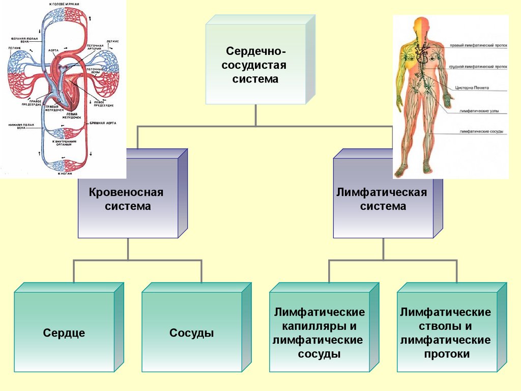 Роль кровообращения в организме. Составные части сердечно сосудистой системы и их функции. Общий план строения сердечно-сосудистой системы. Кровеносная система человека схема анатомия. Сердечно-сосудистая система схема состоит.