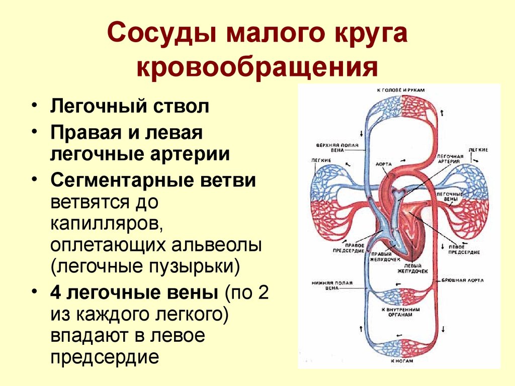 Принципы кровообращения. МКК малый круг кровообращения. Логическая схема сосуды малого круга кровообращения. Сосуды входящие в большой круг кровообращения:. Перечислить основные артерии малого круга кровообращения.