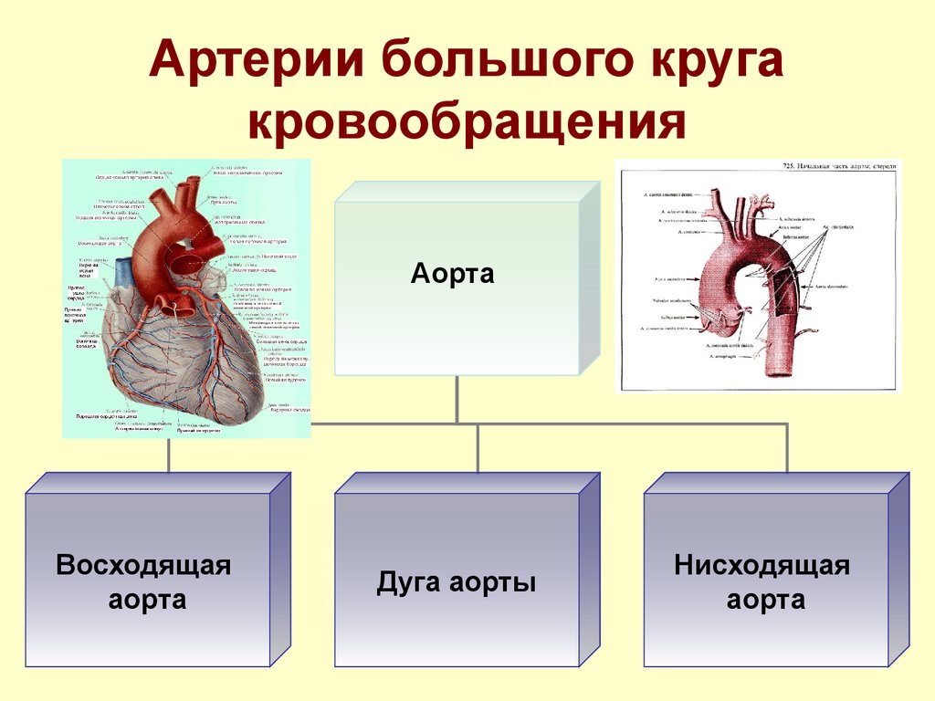 Артерии большого круга. Артерии большого круга кровообращения схема. Аорта и артерии большого круга кровообращения. Крупные сосуды большого круга кровообращения. Аорта большой круг кровообращения.