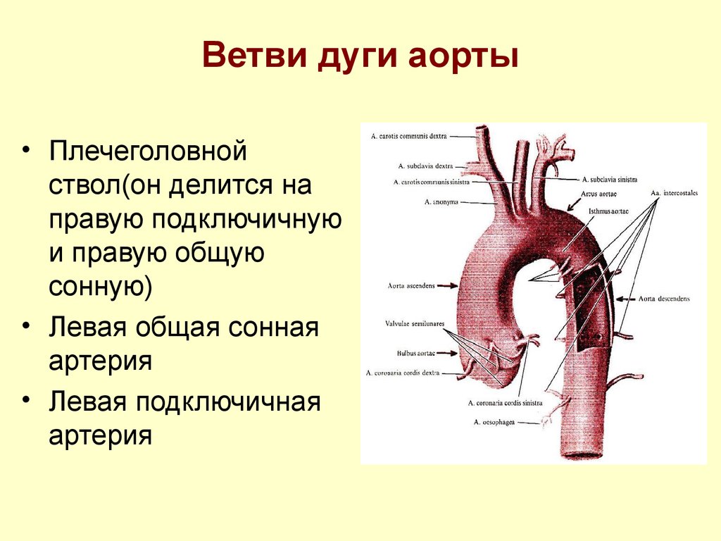 Какие функции выполняет ствол. Ветви восходящей части и дуги аорты. Сосуды дуги аорты анатомия. Ветви дуги аорты сонной артерии. Ветви дуги аорты схема.