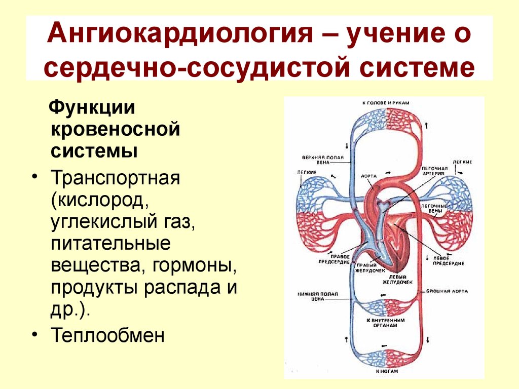 Роль кровообращения в организме. Кровеносная система. Транспортная функция сердечно сосудистой системы. Функции системы кровообращения. Система кровообращения/сердечно-сосудистая система.