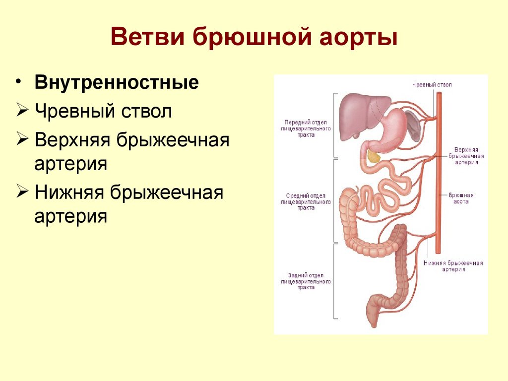 Брюшная аорта презентация