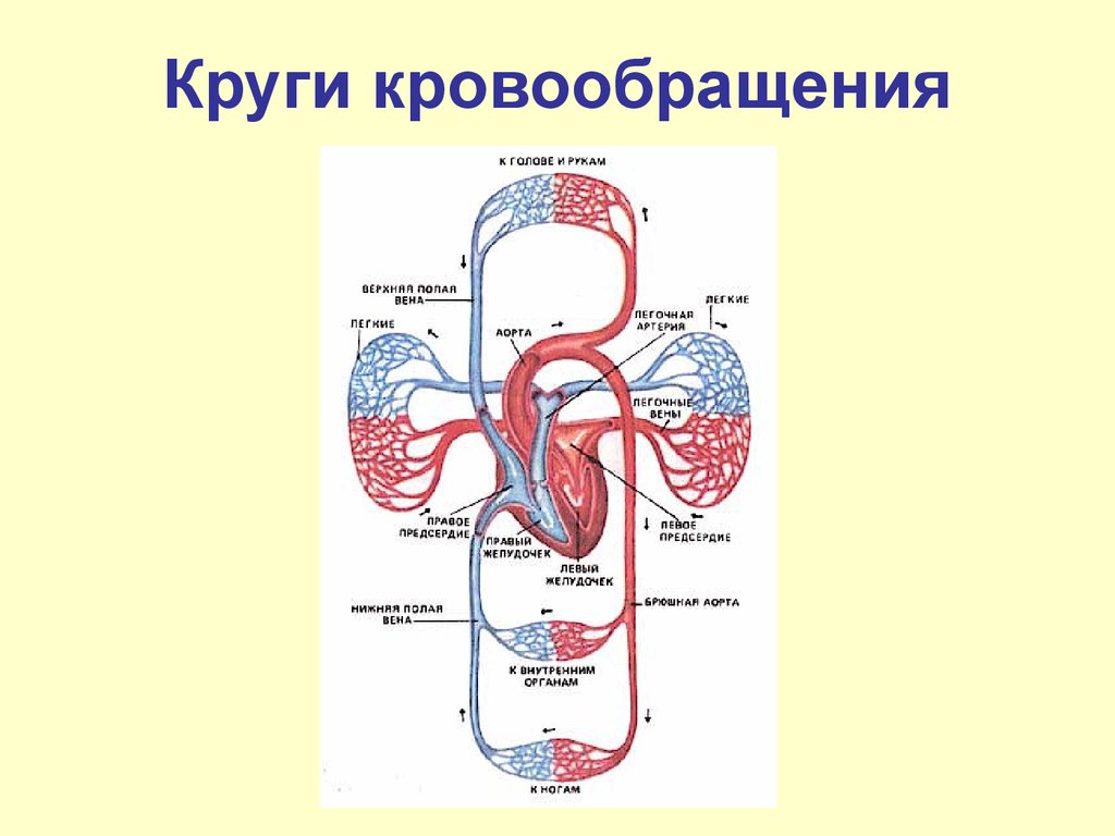 4 круга кровообращения у человека