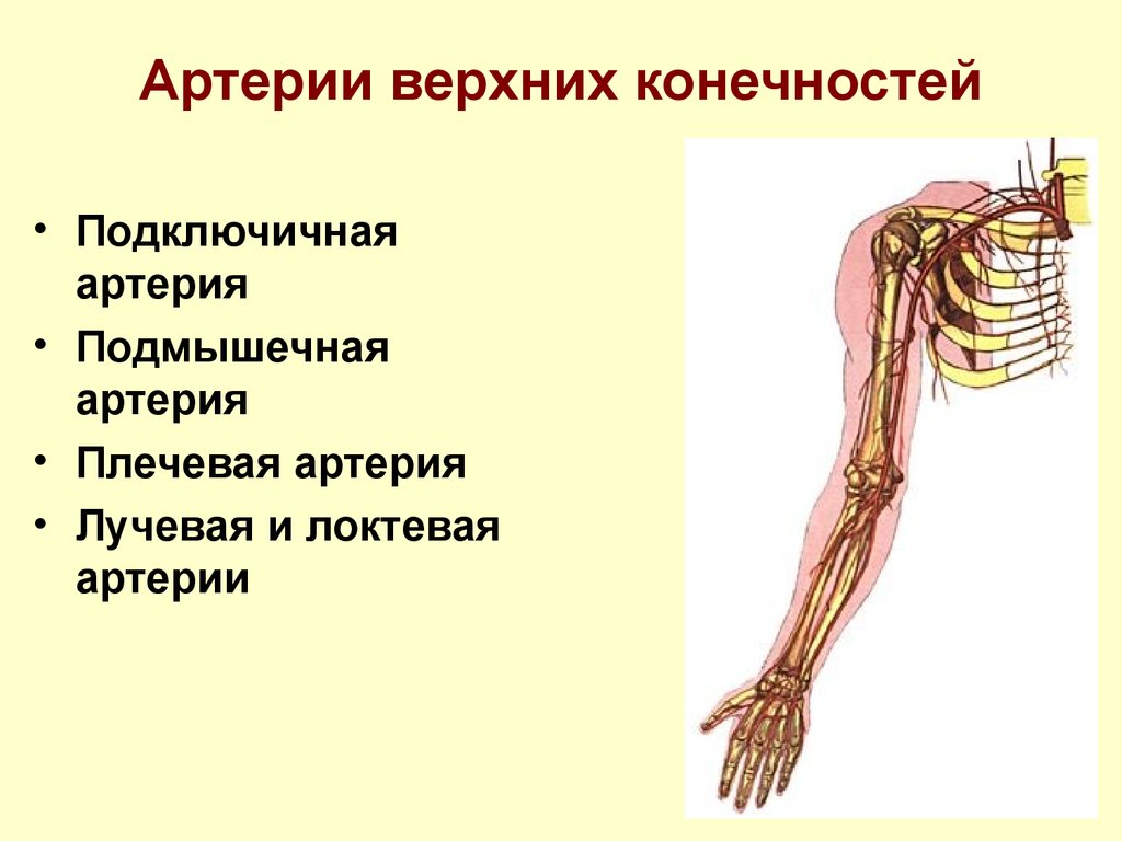 Кровообращение верхней конечности. Сосуды верхней конечности анатомия. Схема кровоснабжения верхней конечности. Артерии верхней конечности схема. Артерии пояса верхней конечности.