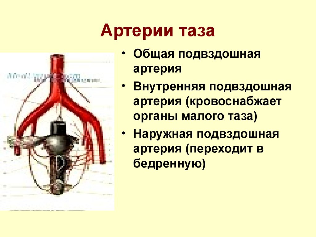 Правая подвздошная артерия. Подвздошная артерия схема. Наружная и внутренняя подвздошные артерии. Внутренняя подвздошная артерия анатомия. Наружная подвздошная артерия анатомия.