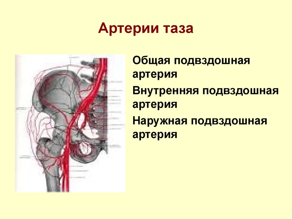 Кровоснабжение тазобедренного сустава схема