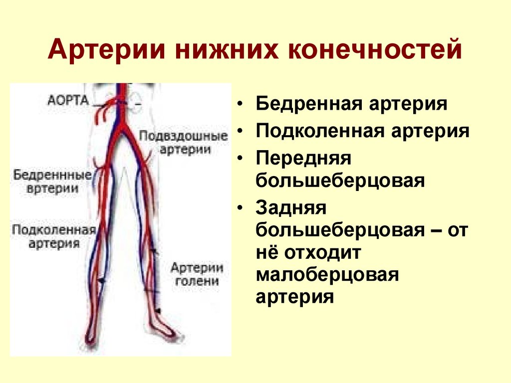Основные артерии стопы. Коллатеральное кровообращение верхней конечности. Особенности строения стенки вен нижней конечности. Артерии нижних конечностей схема. Кровоснабжение нижней конечности.