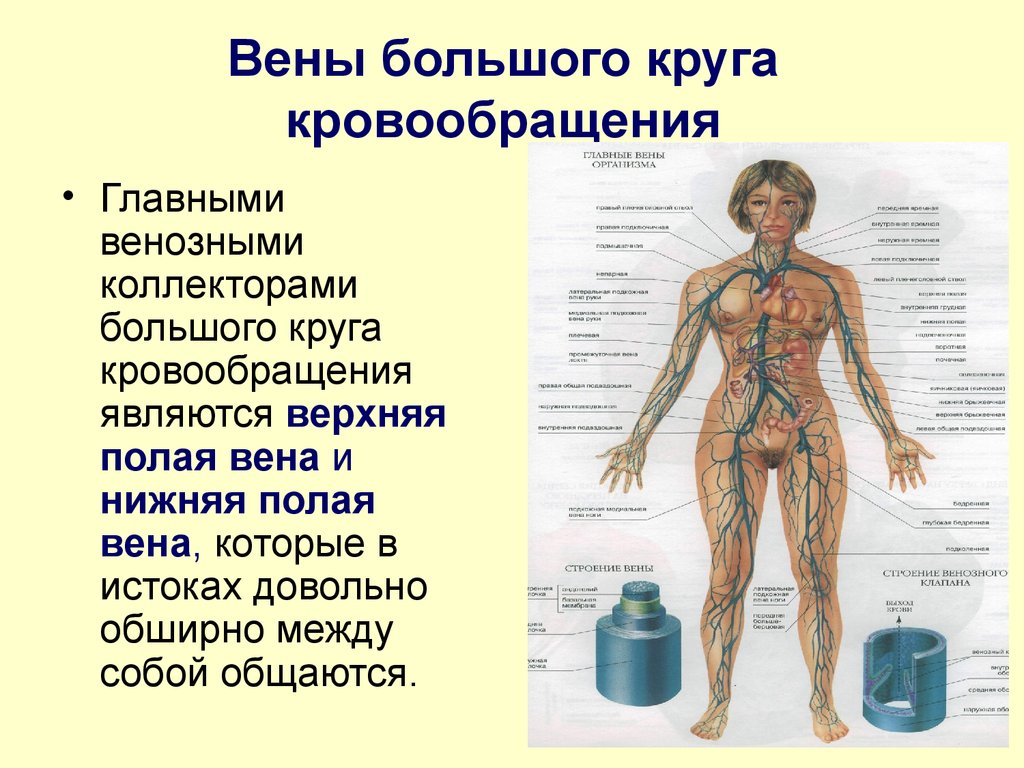 Крупные вены. Вены большого круга кровообращения. Основные вены большого круга. Большой круг кровообращения полые вены.