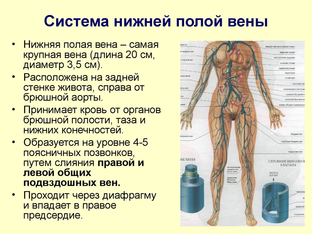 Нижняя полая вена в какой полости. Система нижней полой вены человека. Нижняя полая Вена функции. Венозная система человека нижняя полая Вена. Нижние полые вены анатомия.