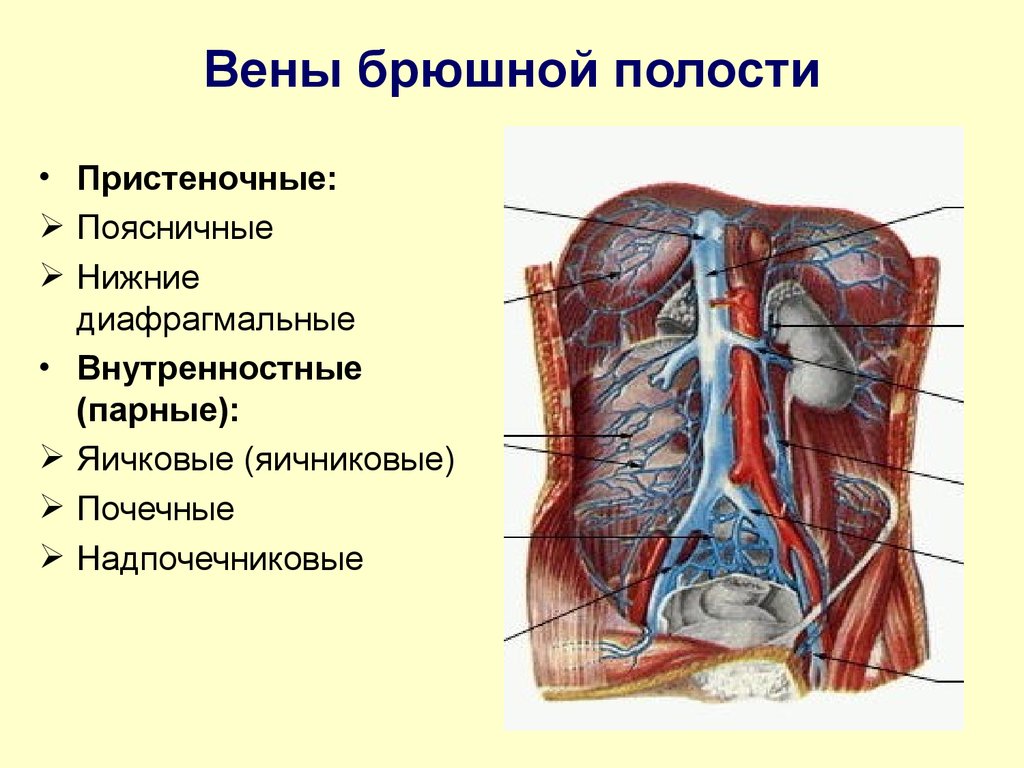 Нижняя полая вена в какой полости. Венозная система органов брюшной полости анатомия. Венозное кровоснабжение брюшной полости. Вены брюшной полости топографическая анатомия. Париетальные вены живота притоки.