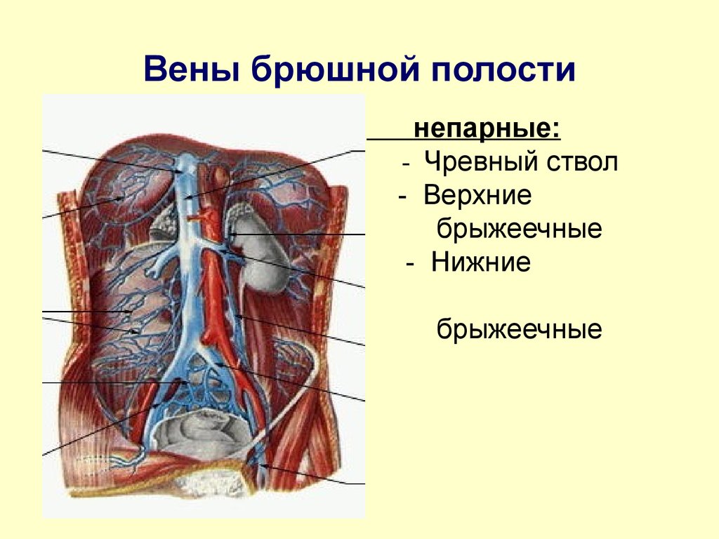 Сосуд собирающий кровь от органов брюшной полости. Брюшная аорта и полая Вена. Вены брюшной полости анатомия схема. Кровеносная система брюшной полости человека схема. Анатомия сосудов брюшной полости человека.