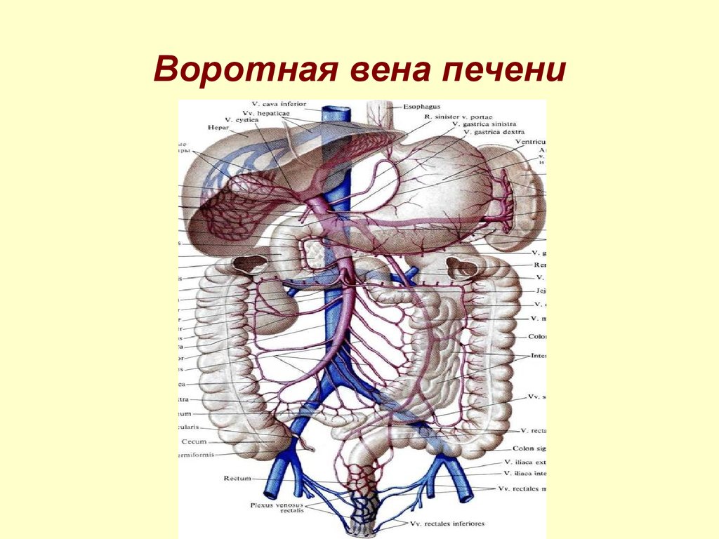 Система вен печени. Воротная Вена печени анатомия. Кровоснабжение печени воротная Вена. Система воротной вены анатомия. Воротная Вена анатомия анатомия.