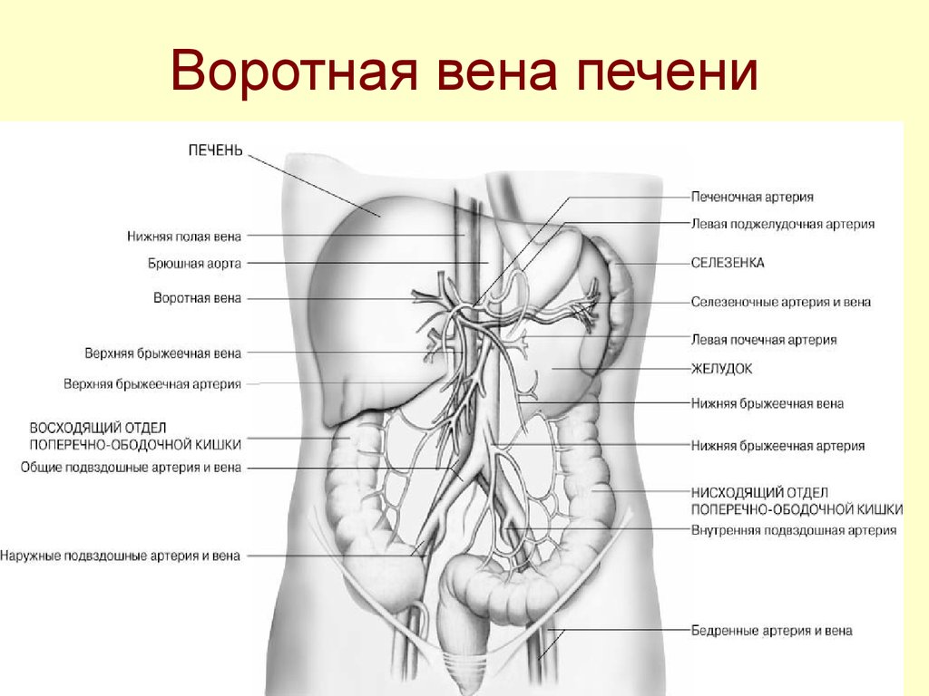 Схема органов брюшной полости. Кровеносная система брюшной полости схема. Нижняя полая Вена нижняя брыжеечная Вена. Артерии органов брюшной полости