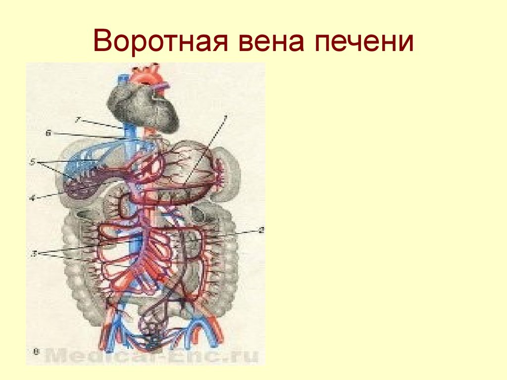 Воротная печень. Портальная Вена печени. Кровообращение воротной вены.