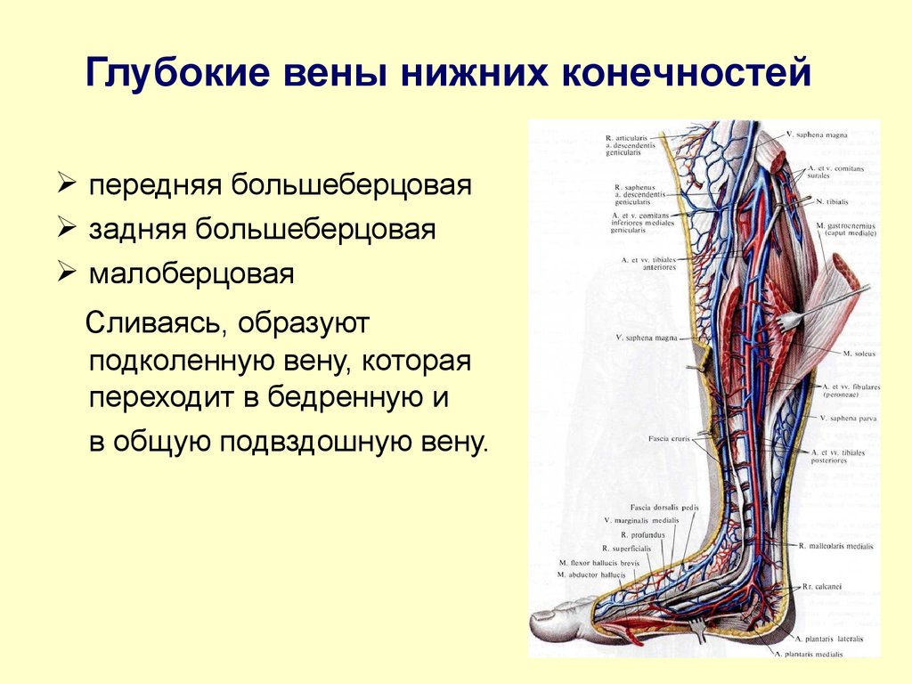 Анатомия вен ноги. Подколенная Вена глубокая или поверхностная. Задняя большеберцовая Вена анатомия. Передняя большеберцовая Вена анатомия. Задние большеберцовые вены анатомия.