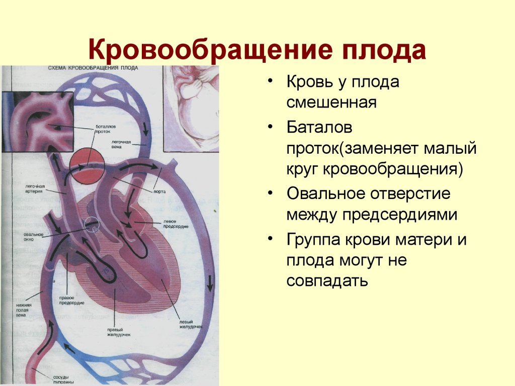 Сосудистая гемодинамика. Особенности строения сердца у плода. Схема строения круга кровообращения плода. Плацентарный круг кровообращения схема. Фетальное кровообращение схема.