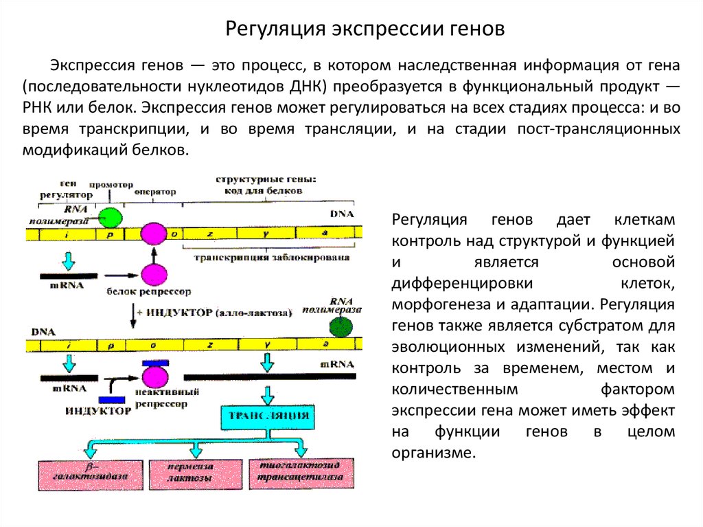 Регуляция генов прокариот. Механизмы регуляции экспрессии генов у прокариот. Последовательность процесса экспрессии генов. Схема регуляции экспрессии генов (лактозный оперон). Регуляция экспрессии Гена на примере оперона.