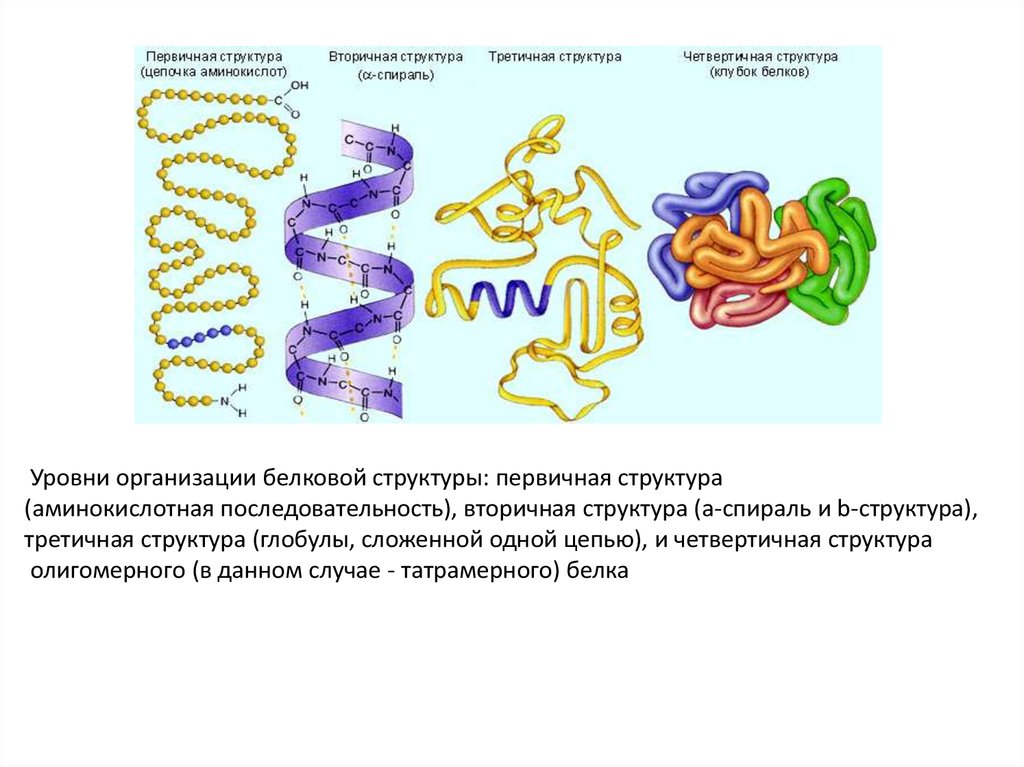 Графическое изображение первичной структуры белка