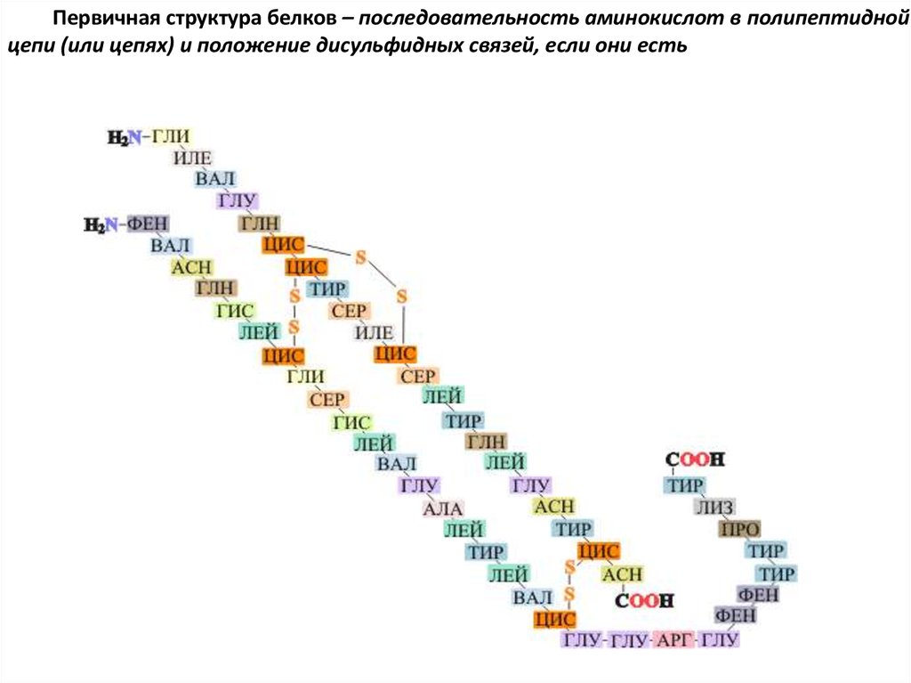 Зависимость биологических свойств белков от первичной структуры