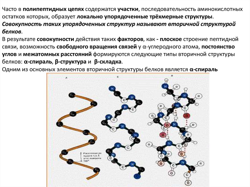 Полипептидная цепь структура. Строение полипептидной цепи биохимия. Структурные типы белков. Полипептидная цепь белка. Характеристика первичной и вторичной структур белков.