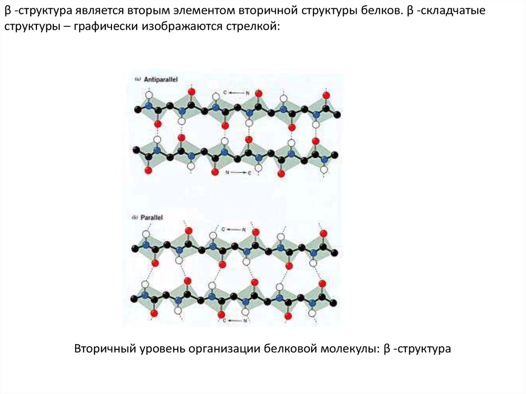 Являться структура. B складчатая структура белка. Складчатая вторичная структура белка примеры. Складчатая структура белковой молекулы. Складчатая структура белка примеры.