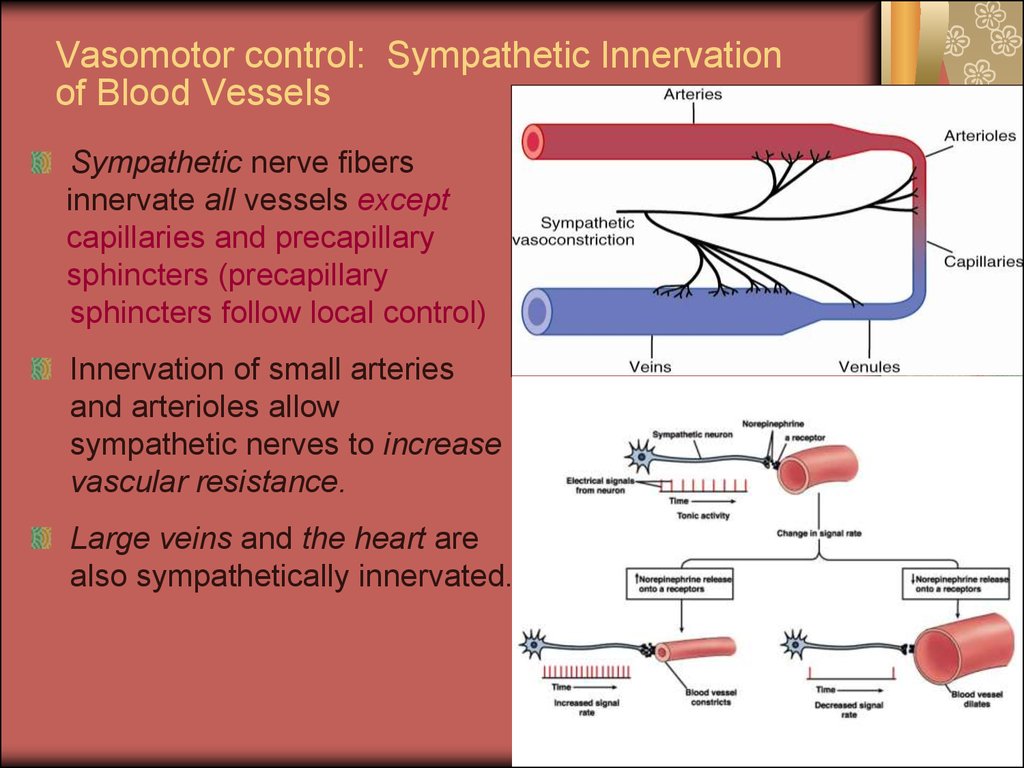 Physiological bases of hemo dynamic - презентация онлайн