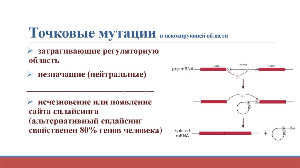 Роль генетического аппарата